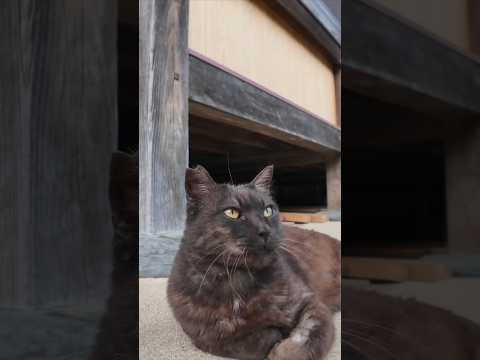 ⛩️神社の守り猫がかわいすぎて無限リピ🐈‍⬛💘(YouTube)