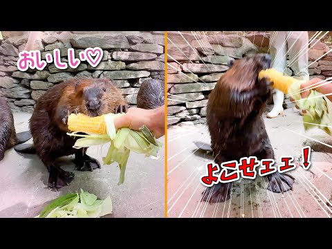 大好きなエサを可愛く両手で持って食べてくれるビーバーと荒ぶりすぎるビーバーww【とうもろこし】(YouTube)