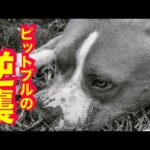 【ピットブル】ポテトくんとの散歩が苦痛？(YouTube)