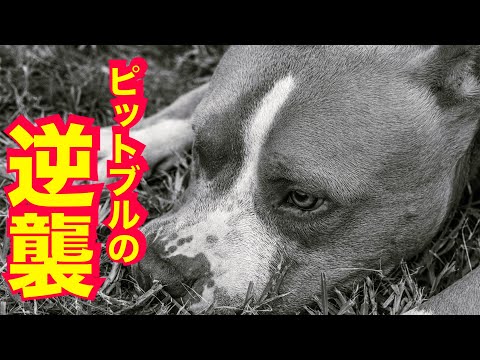 【ピットブル】ポテトくんとの散歩が苦痛？(YouTube)