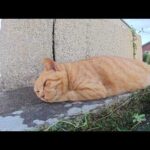 路地裏で丸々と太った茶トラ猫コンビとスリムな黒猫をナデナデする(YouTube)