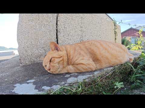 路地裏で丸々と太った茶トラ猫コンビとスリムな黒猫をナデナデする(YouTube)