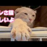 オレさ猫なんだよ  優しいんだよ  顔怖いけどさ  2025.08.07-2(YouTube)