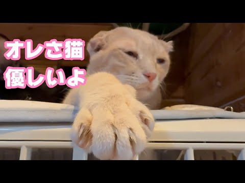 オレさ猫なんだよ  優しいんだよ  顔怖いけどさ  2025.08.07-2(YouTube)