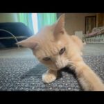 平常運転の猫と残された寂しい犬(YouTube)