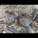 ロシアンブルーみたいな猫をモフると無防備なヘソ天ポーズになった(YouTube)
