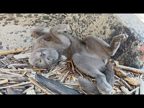 ロシアンブルーみたいな猫をモフると無防備なヘソ天ポーズになった(YouTube)