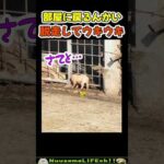 脱走できてウキウキな子ブタw【おもしろ動物】 #funny(YouTube)