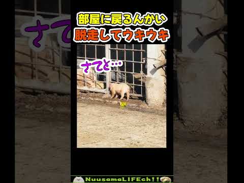 脱走できてウキウキな子ブタw【おもしろ動物】 #funny(YouTube)