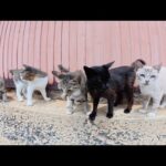 路地裏で人間をお出迎えしてくる猫達、子猫ちゃんは警戒中(YouTube)