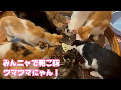 みんにゃで朝ご飯ウマウマにゃん！   2025 08 20 1(YouTube)