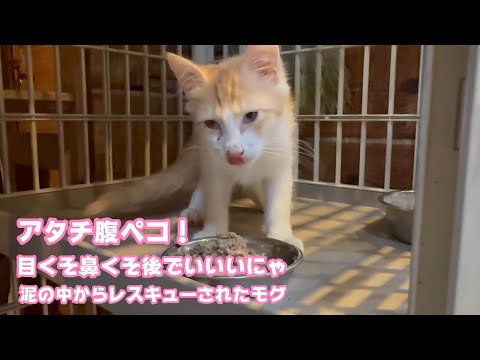 アタチ腹ペコ！ 目くそ鼻くそなんか気にしないニャ   泥の中からレスキューされたモグ   2025 08 06 2(YouTube)