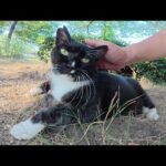 水を飲んでいた高齢のタキシード猫がノシノシとモフられに出てきた(YouTube)