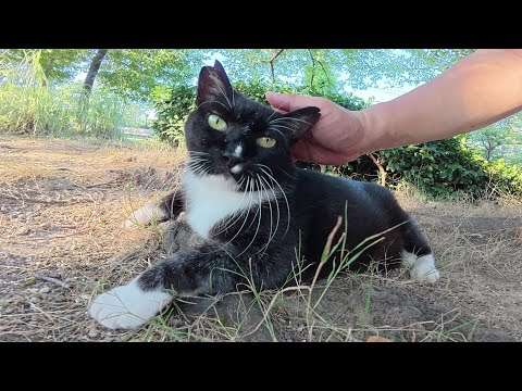 水を飲んでいた高齢のタキシード猫がノシノシとモフられに出てきた(YouTube)