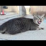 可愛い声で話し掛けてくる猫ちゃんと一緒に海辺の神社へお出掛け(YouTube)