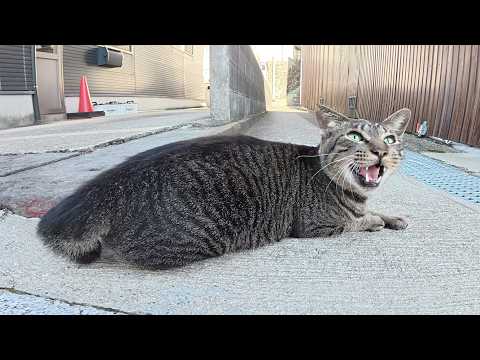 可愛い声で話し掛けてくる猫ちゃんと一緒に海辺の神社へお出掛け(YouTube)