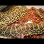 デカすぎるヘビも展示している【千葉県、幕張にある爬虫類ショップ】に探していたトカゲがいたのでお迎えしてきました！(YouTube)