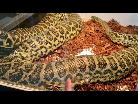 デカすぎるヘビも展示している【千葉県、幕張にある爬虫類ショップ】に探していたトカゲがいたのでお迎えしてきました！(YouTube)