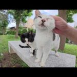 水玉模様の猫がキュルルンと喉を鳴らしながら甘えてきた(YouTube)