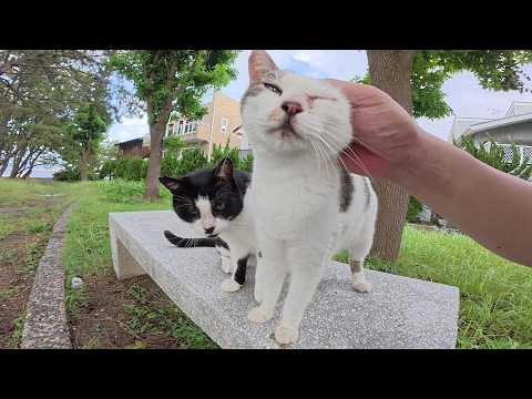 水玉模様の猫がキュルルンと喉を鳴らしながら甘えてきた(YouTube)