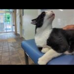 フェリー待合室のベンチに座ると猫が隣りに座ってきた(YouTube)