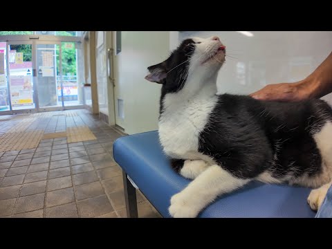 フェリー待合室のベンチに座ると猫が隣りに座ってきた(YouTube)