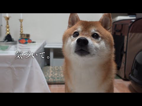 仏壇を見つめ何かを訴える柴犬‥またしても実家で起きた”不思議体験”。(YouTube)