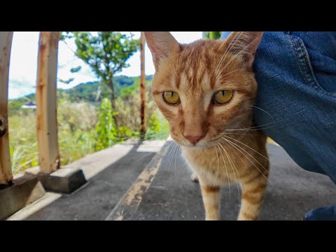 小学校の体育館裏にいた茶トラ猫ちゃん、近づくと足元でスリスリしてきて可愛すぎた(YouTube)