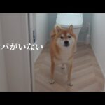 柴犬が必至にパパを探し続ける姿が尊い…愛が溢れる瞬間。(YouTube)