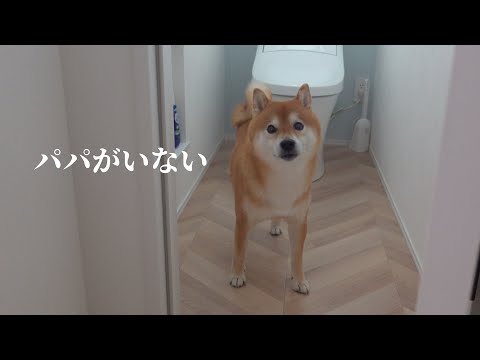 柴犬が必至にパパを探し続ける姿が尊い…愛が溢れる瞬間。(YouTube)