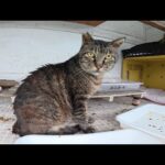 雨に濡れた猫達が猫ハウスの中で体を乾かす(YouTube)