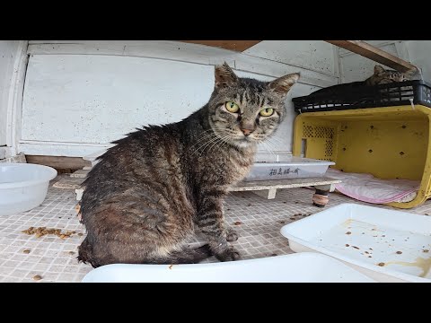 雨に濡れた猫達が猫ハウスの中で体を乾かす(YouTube)