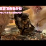 復活宣言できるかな  泥の中からレスキューされたモグ    2025 08 23 1(YouTube)