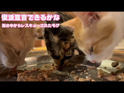 復活宣言できるかな  泥の中からレスキューされたモグ    2025 08 23 1(YouTube)