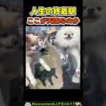 目覚めたら天国だった😂【犬】 #犬 #dog(YouTube)