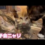 女子会にゃのよ  モグのお腹の虫は果たして・・・・　泥の中からレスキューされたモグ   2025 08 22 1(YouTube)