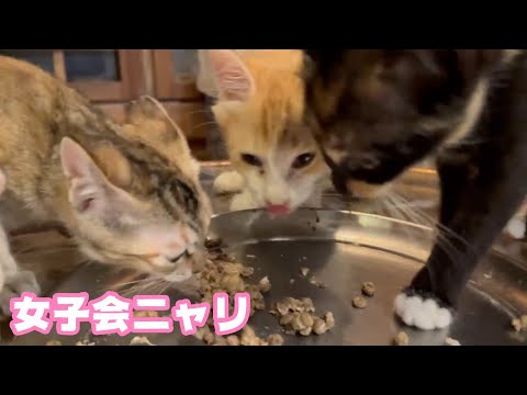 女子会にゃのよ  モグのお腹の虫は果たして・・・・　泥の中からレスキューされたモグ   2025 08 22 1(YouTube)