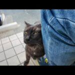 【甘えん坊発動】ベンチに座ったら黒猫ちゃんが足元でスリスリ♡可愛さ限界突破🖤🐱(YouTube)