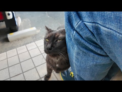 【甘えん坊発動】ベンチに座ったら黒猫ちゃんが足元でスリスリ♡可愛さ限界突破🖤🐱(YouTube)