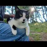 公園のベンチで出会った猫、撫でていたら膝の上に乗ってきて癒やされすぎた！(YouTube)