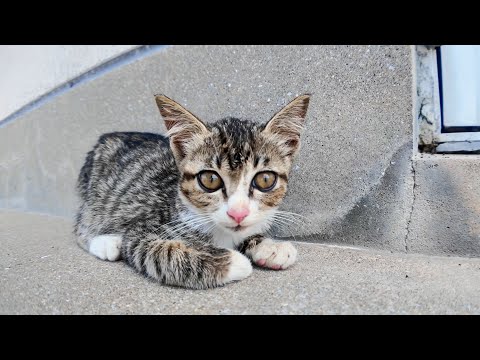 港の猫集会に少し遅れて、ちょこんと離れた場所に座る子猫が可愛すぎる件🐾(YouTube)