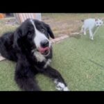 歩けなくなってきたけど頑張る犬(YouTube)