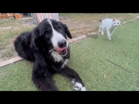 歩けなくなってきたけど頑張る犬(YouTube)