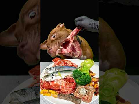 豪華すぎるごはん爆食するピットブル(YouTube)