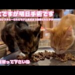 残念ですが明日手術になります  成功を祈って下さいませ  泥の中からレスキューされたモグと奥武島で遺棄されたララ   2025 08 25 1(YouTube)