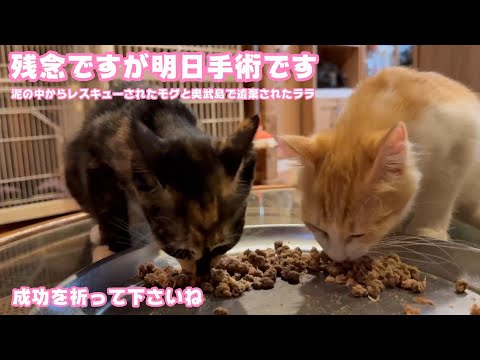 残念ですが明日手術になります  成功を祈って下さいませ  泥の中からレスキューされたモグと奥武島で遺棄されたララ   2025 08 25 1(YouTube)