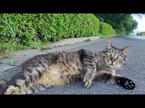 夕暮れの公園に猫がいたのでナデナデすると何処からともなく他の猫も現れた(YouTube)