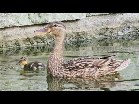 【番外編】段差から転落してママとはぐれてしまったカモの赤ちゃん(YouTube)
