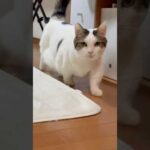 はい、秀吉っぽいです(YouTube)