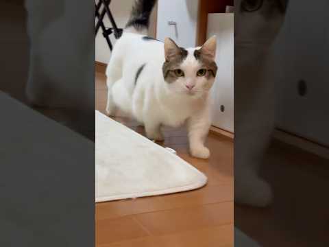 はい、秀吉っぽいです(YouTube)
